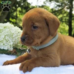 Asher, Fox Red Labrador Retriever Puppy